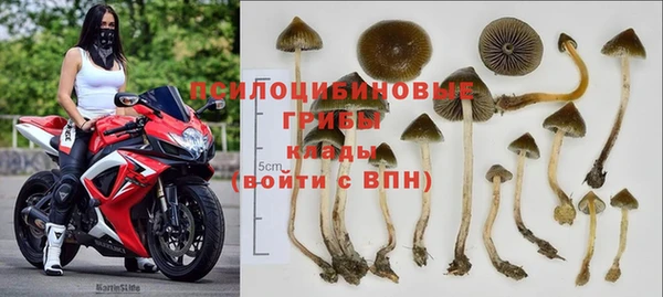 прущие грибы Ессентукская